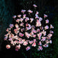 1.2m Cherry Blossom Tree