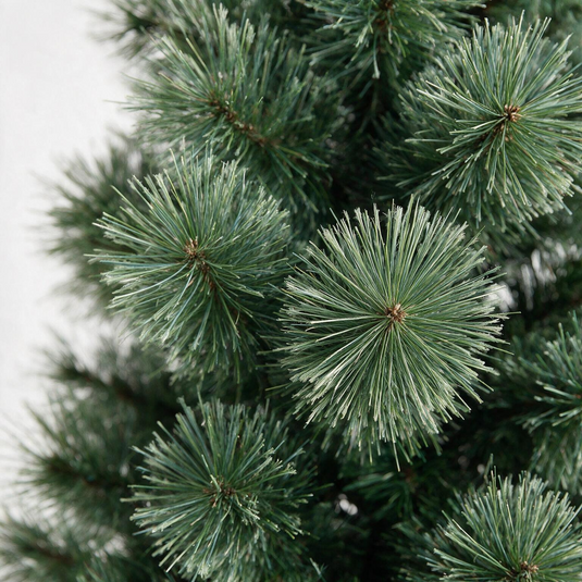 Sandringham Pine