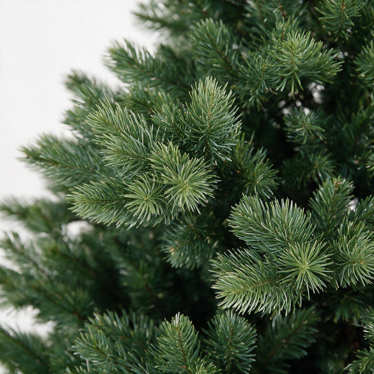 Highgrove Spruce