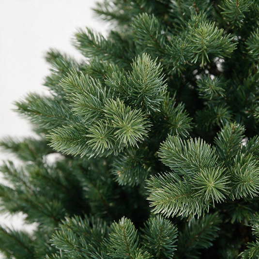 Highgrove Spruce